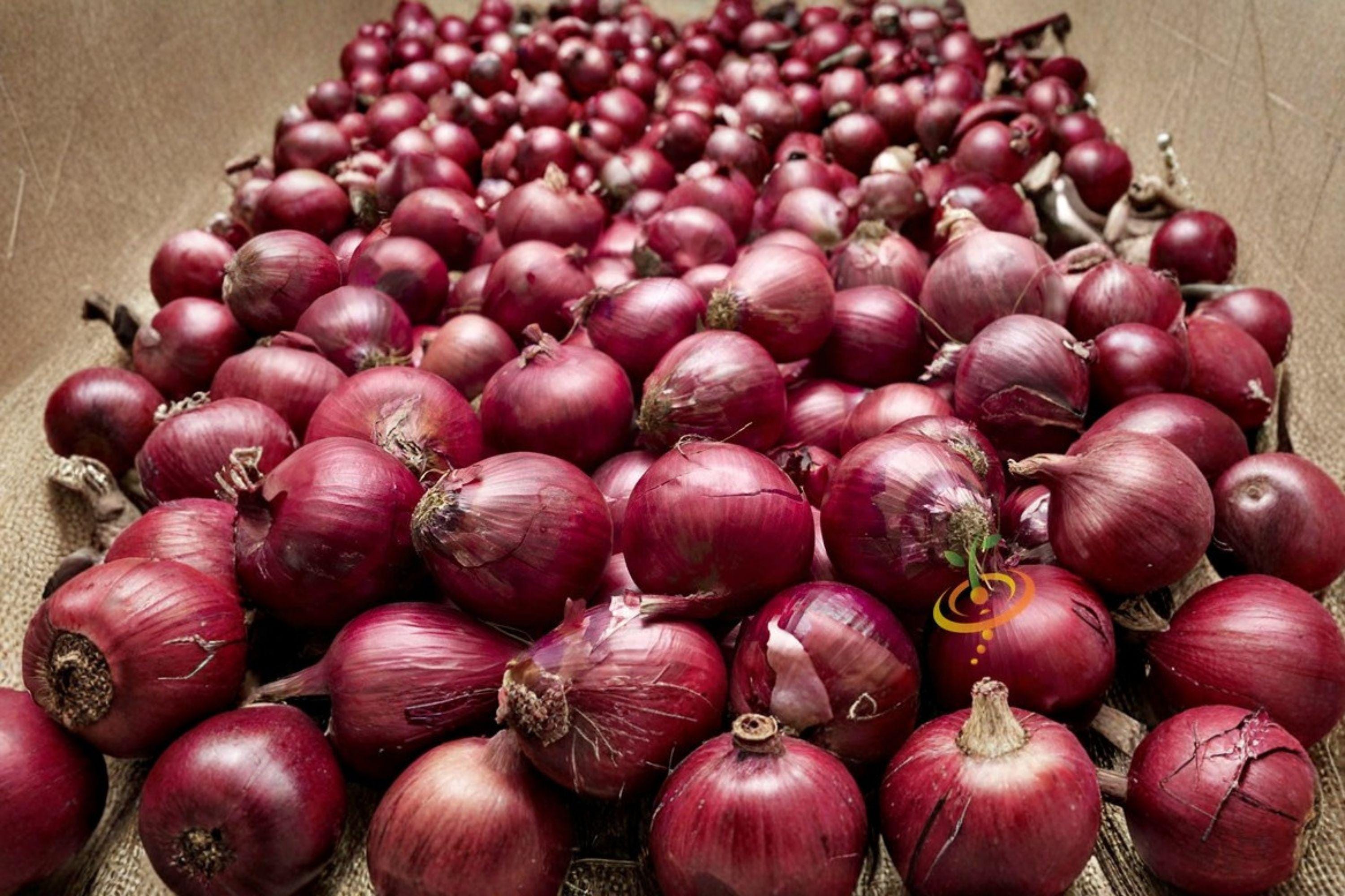 Onion – Red Burgundy (Short Day) 70 Seeds | Sweet Red Onion | Short-Day Variety | Excellent for Southern Gardens