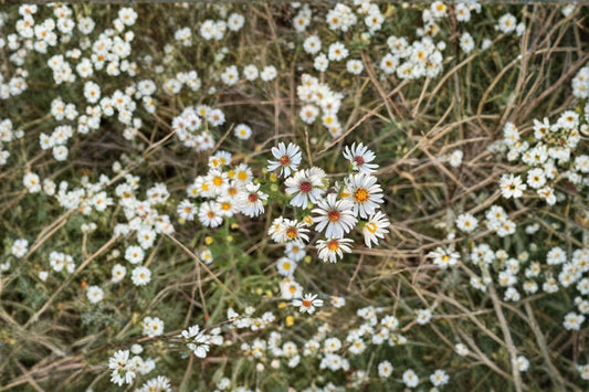 Heath Aster – Symphyotrichum pilosum, Frost Aster, Late Season Blooms (100 Seeds)