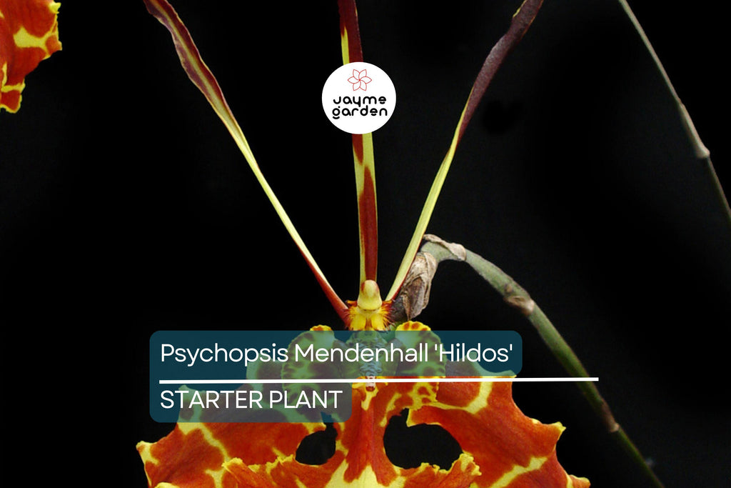 Psychopsis Mendenhall 'Hildos' FCC/AOS Orchid | Red/Yellow Cattleya | 2" Pot Live Orchid | Tropical Indoor/Outdoor Plant