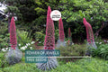 20 Tower of Jewels Seeds (Echium wildpretii) – 7 Ft Tall Hummingbird Flower, Rare Pink-Red Blooms for Garden