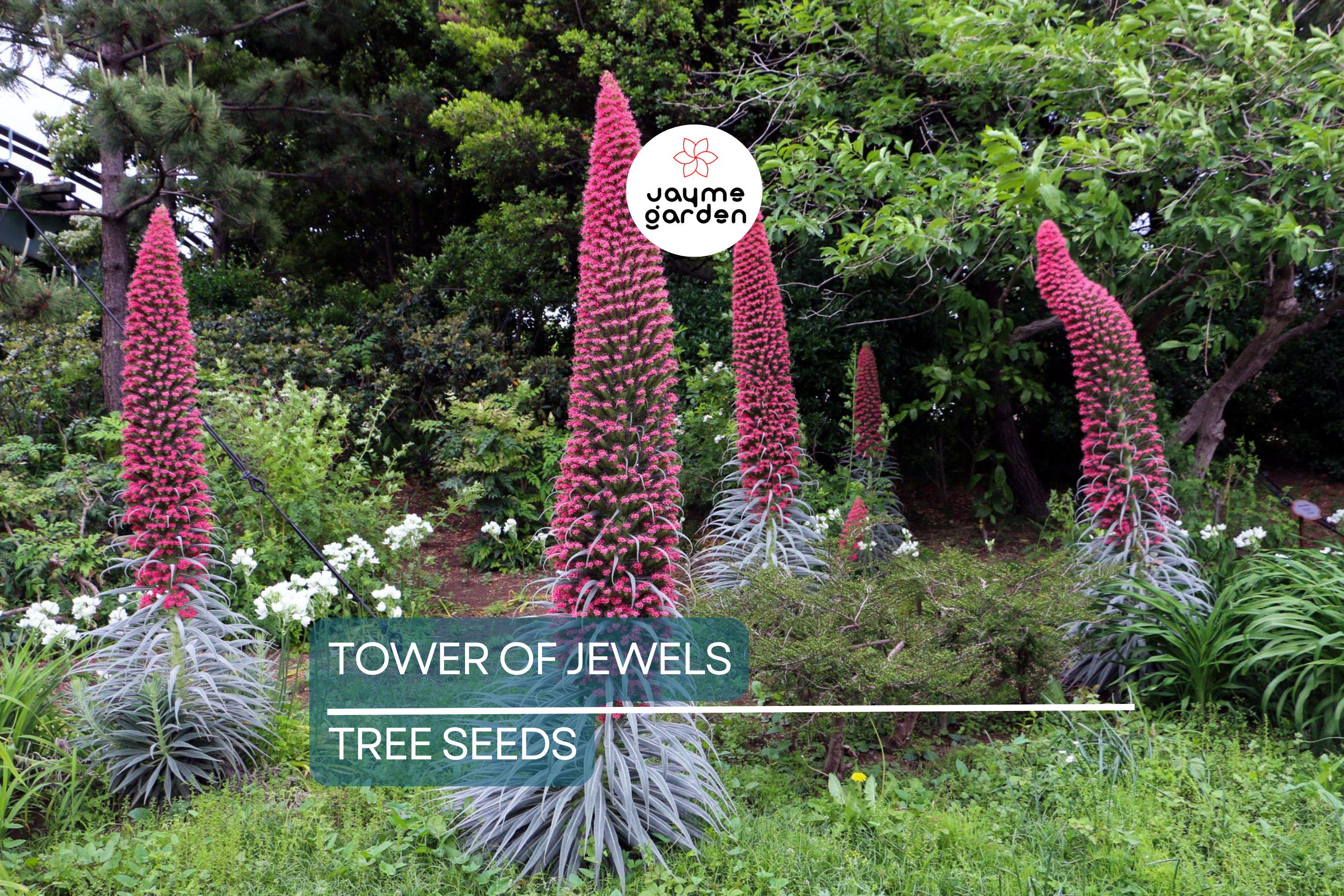 20 Tower of Jewels Seeds (Echium wildpretii) – 7 Ft Tall Hummingbird Flower, Rare Pink-Red Blooms for Garden