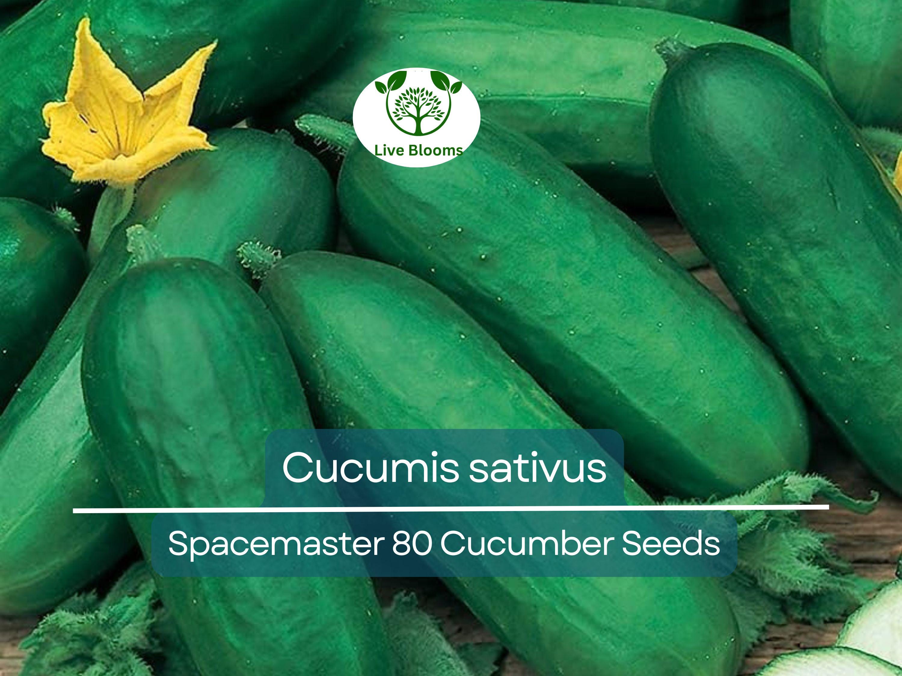 35 Seeds Cucumber Spacemaster 80 - Cucumis sativus | Compact Cucumber Variety for Planting, Gardening & Fresh Crisp Harvests