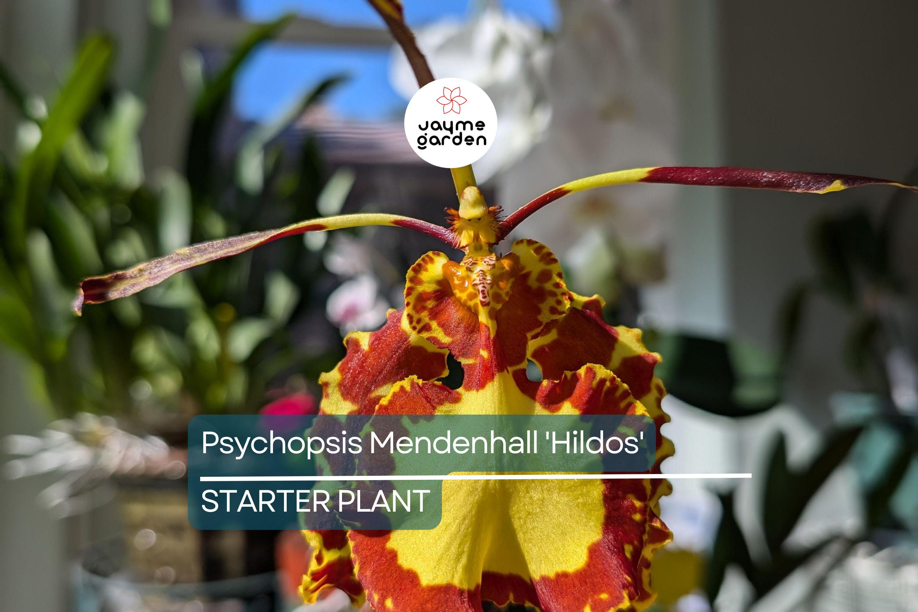 Psychopsis Mendenhall 'Hildos' FCC/AOS Orchid | Red/Yellow Cattleya | 2" Pot Live Orchid | Tropical Indoor/Outdoor Plant