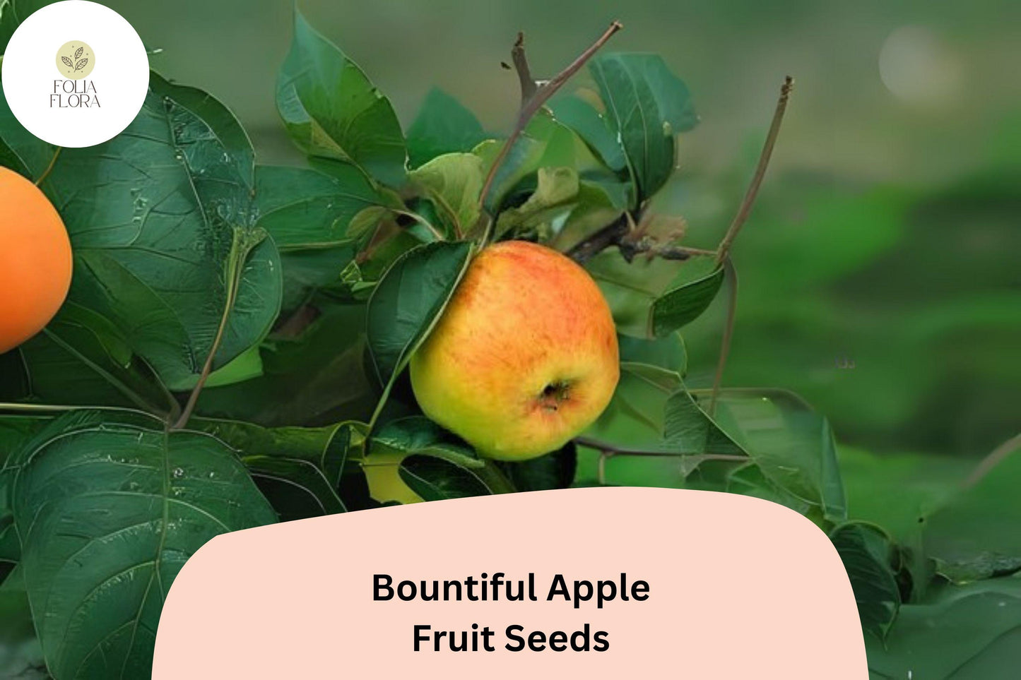 25+ Bountiful Apple Seeds – Malus domestica Heirloom Fruit Tree Seeds for Home Orchards