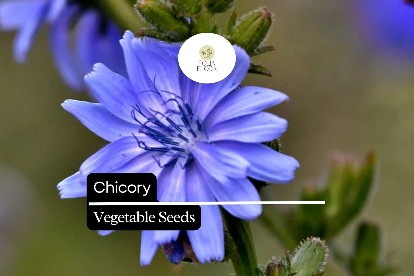 300 Seeds Chicory – Cichorium intybus, Heirloom Vegetable & Coffee Substitute