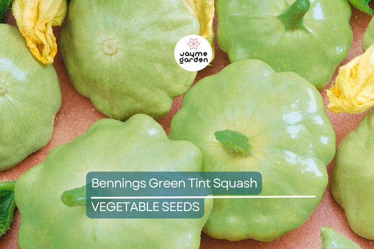 30 Benning’s Green Tint Squash Seeds – Heirloom, Non-GMO, High-Yield Patty Pan
