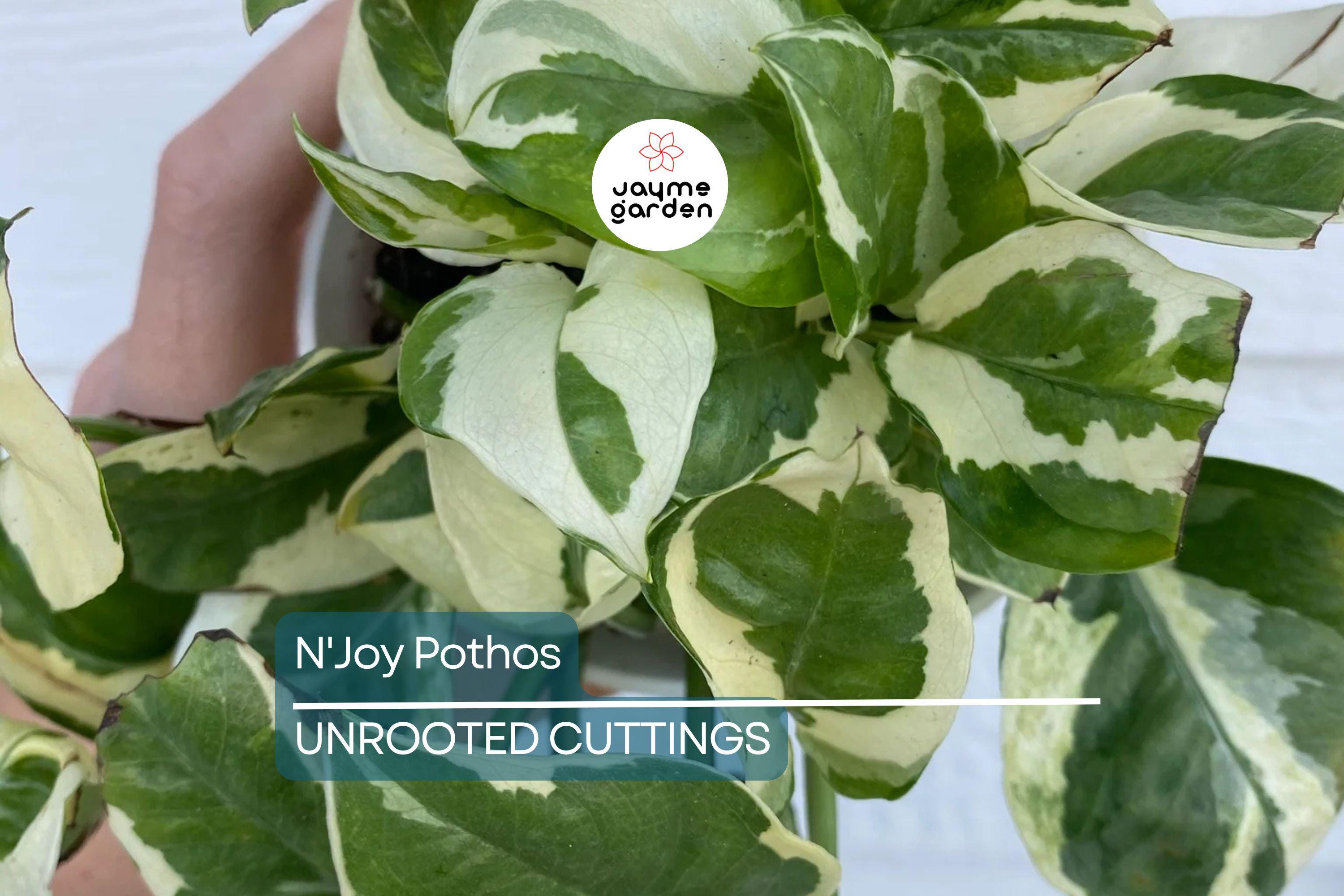 N'Joy Pothos Unrooted Cuttings – 3 Live Variegated Houseplant Cuttings for Indoor or Outdoor Growth