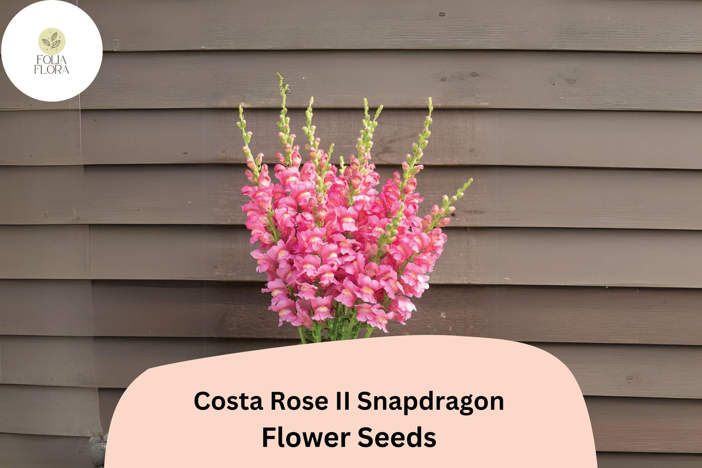 Costa Rose II Snapdragon Seeds (Antirrhinum majus) | 1000+ Seeds | Vibrant Rose-Pink Blooms for Garden & Cut Flowers