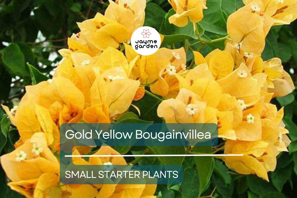 Gold Yellow Bougainvillea Starter Plant - Paper Flower Seedling - Vibrant Tropical Blooms for Gardens, Containers & Landscaping