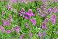 Hedysarum boreale/Utah Sweetvetch – 25 Seeds | Native Western Perennial | Nitrogen-Fixing Legume | Pollinator & Wildlife Plant