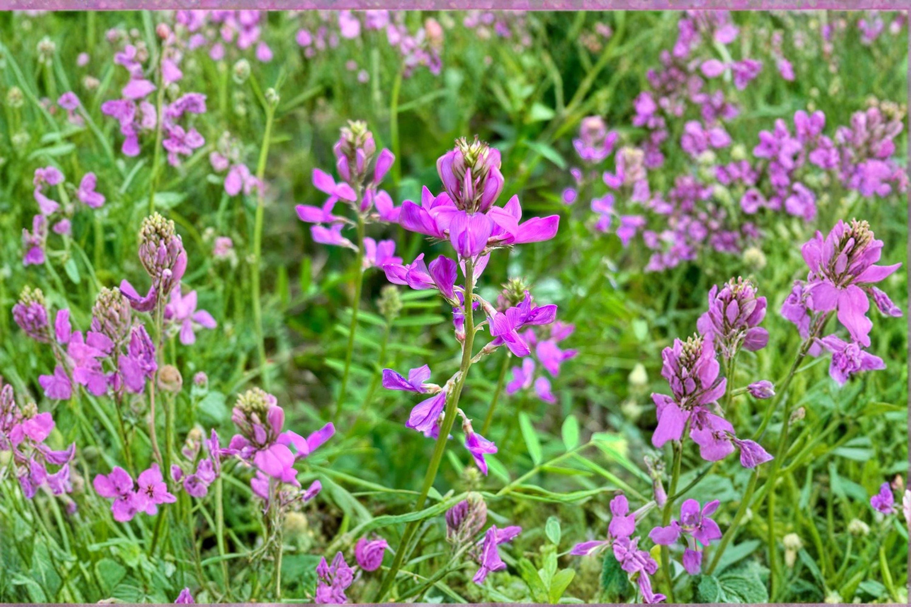 Hedysarum boreale/Utah Sweetvetch – 25 Seeds | Native Western Perennial | Nitrogen-Fixing Legume | Pollinator & Wildlife Plant