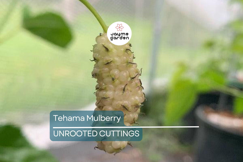 Tehama Mulberry Scion Cuttings (3) - 8" Unwashed, Sweet Large Non-Staining White Mulberry Fruit