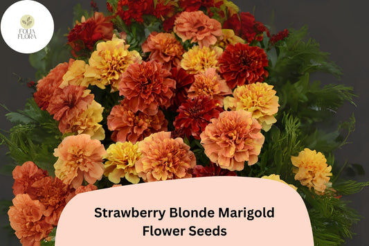 25+ Strawberry Blonde Marigold Seeds | Tagetes patula | Unique Pastel Rose & Yellow Blooms | Easy Annual Garden Planting