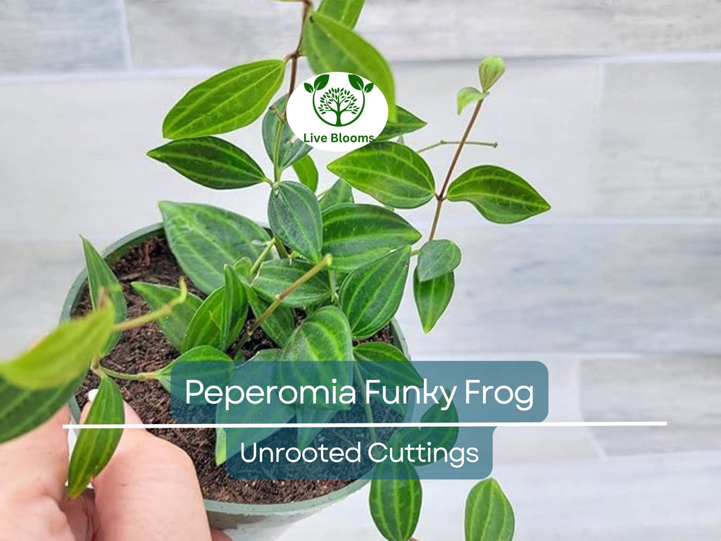 5 Peperomia Angulata Variegated Funky Frog 4" Unrooted Cuttings - Rare Peperomia Houseplant, Easy Care Succulent, Perfect for Propagation