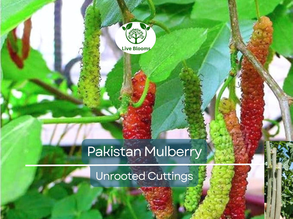 10pcs Pakistan Mulberry Organic Unrooted Cuttings - Morus Nigra, Perfect for Rooting or Grafting, Fruit Tree Cuttings, Hardy & Productive