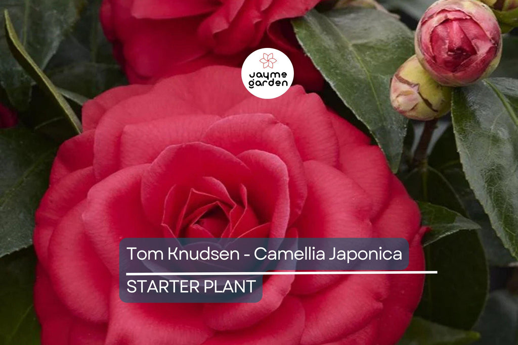 Tom Knudsen Camellia Japonica Starter Plant 8-12" | Unique Bloom | Live Well-Rooted Evergreen Shrub | USDA Zones 7-10