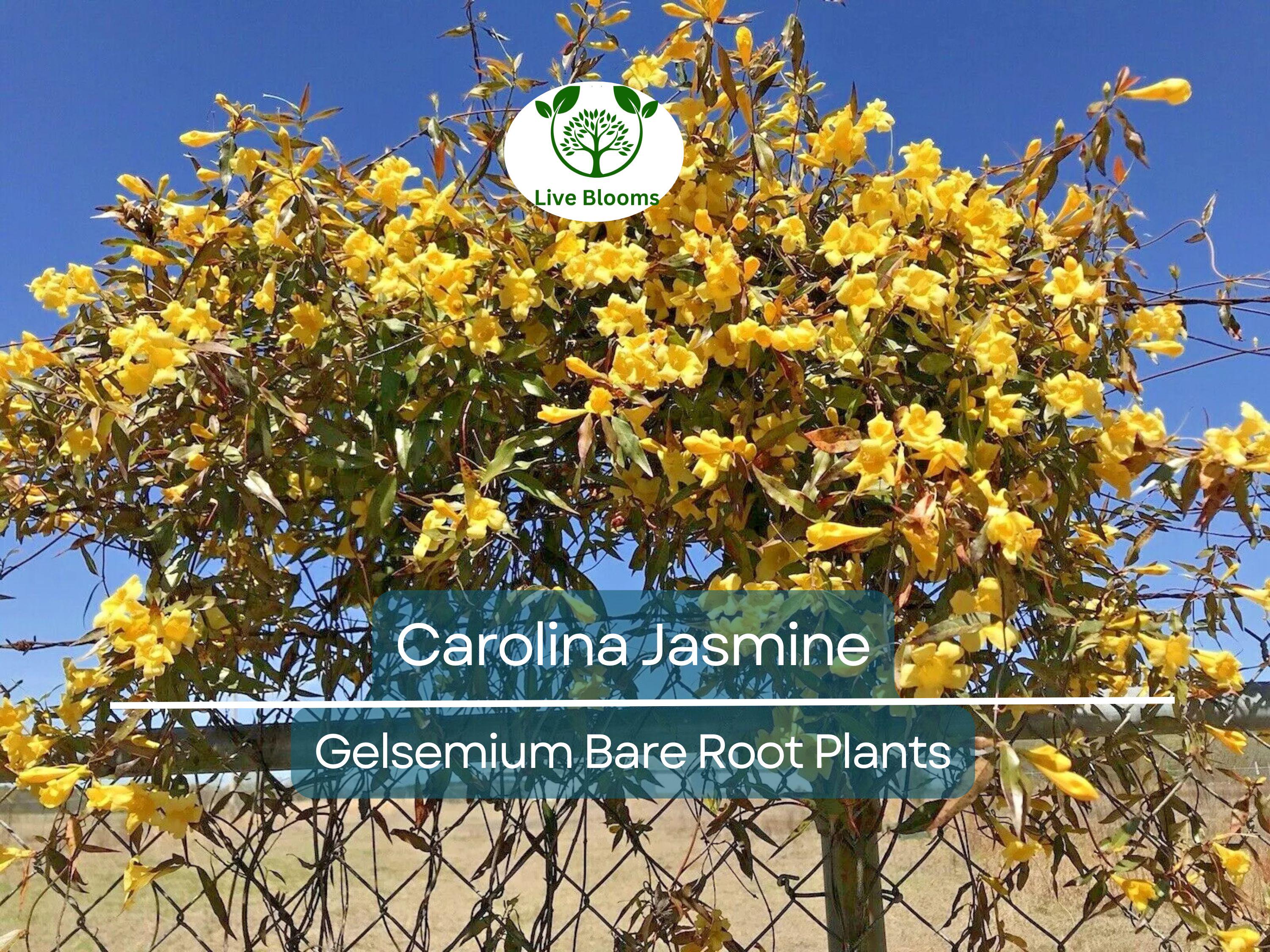 6 Carolina Jasmine Vines – Yellow Flowering Live Plants with Roots – Fast-Growing Climber – Fragrant Evergreen Starter Pack