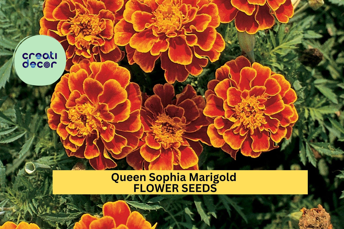 25+ Queen Sophia Marigold Seeds – Compact French Marigold with Gold-Red Blooms for Garden Planting, Great for Borders – USA