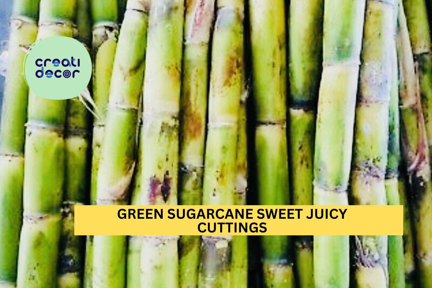 5 Green Sugarcane Cuttings | Fresh Sweet Juicy Stalks | Saccharum Officinarum Starter Plants | Ready to Grow | USA Seller