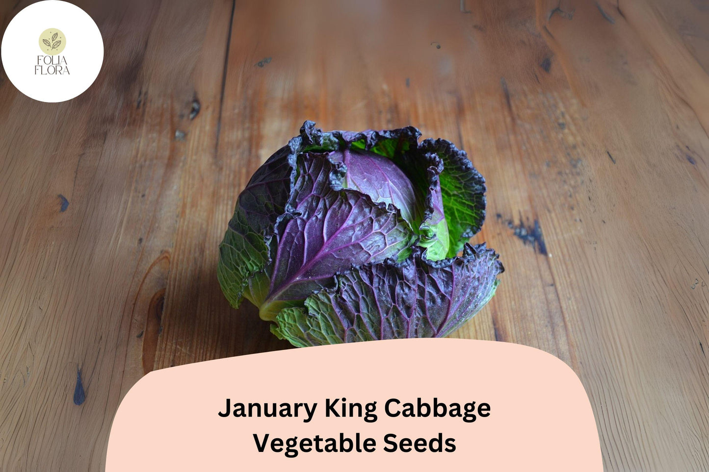 500+ January King Cabbage Seeds | Brassica oleracea | Heirloom Winter Savoy-Type Cabbage for Garden Planting