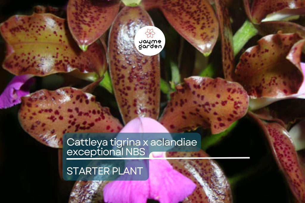 Cattleya Tigrina x Aclandiae NBS Seedling | Compact Orchid Hybrid with Spotted Fragrant Blooms | 3" Pot | Rare Collectors' Plant