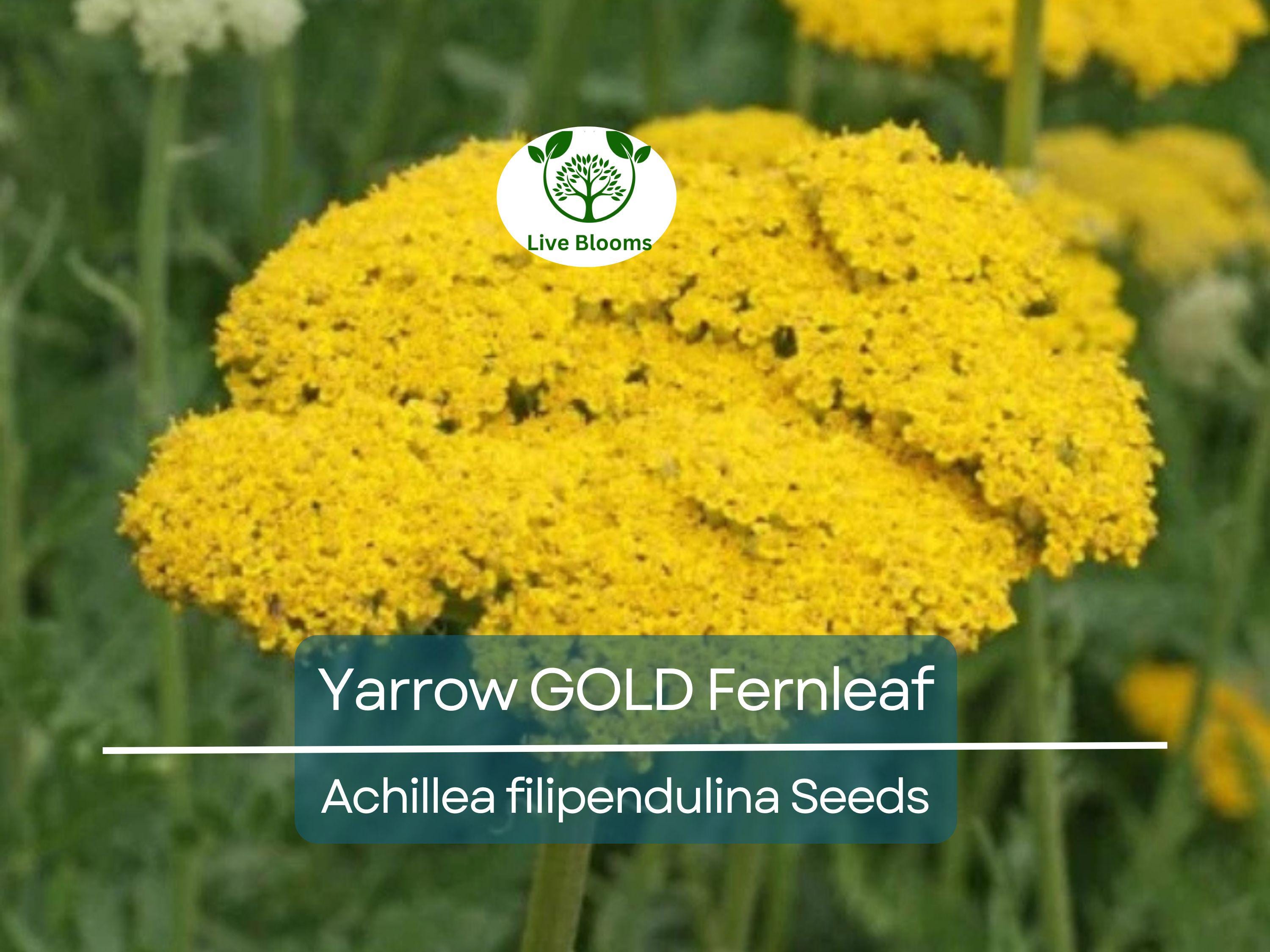 1500 Yarrow GOLD Fernleaf Seeds Achillea filipendulina | Non-GMO Perennial Flower for Pollinators, Drought-Tolerant, Easy to Grow