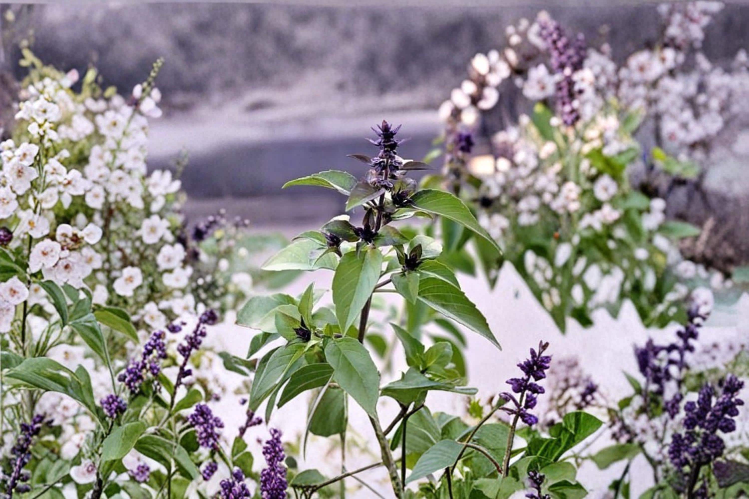 Thai Basil – Ocimum basilicum Seeds | 75 Seeds | Aromatic Culinary Herb | Edible Garden Favorite
