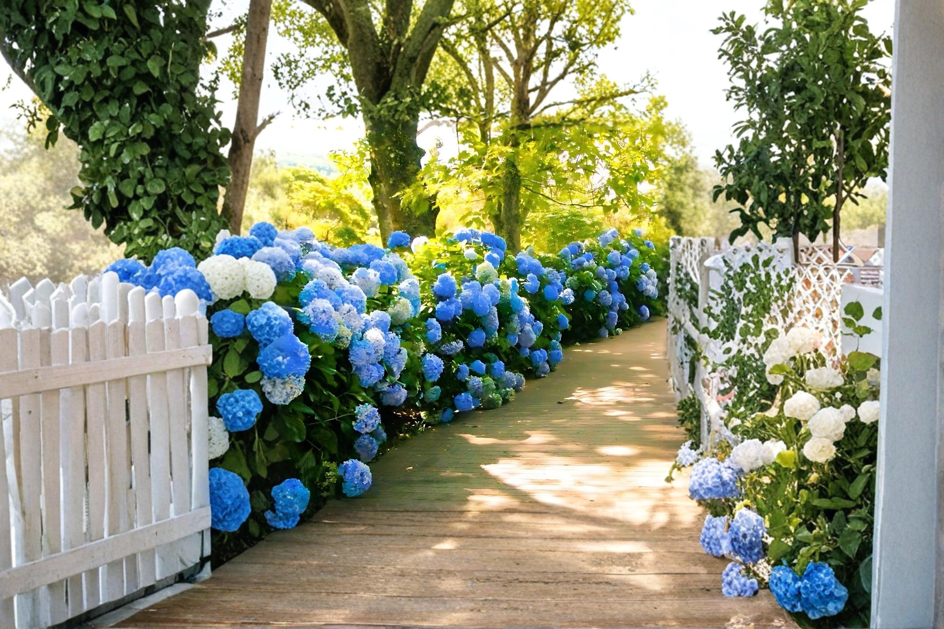 Blue Hydrangea 2 Live Plants 18" Tall (Hydrangea macrophylla) Flowering Shrub