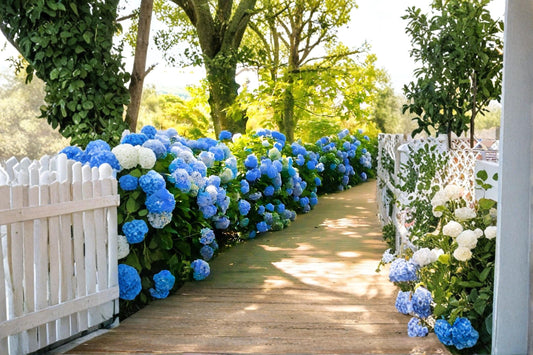 Blue Hydrangea 2 Live Plants 18" Tall (Hydrangea macrophylla) Flowering Shrub