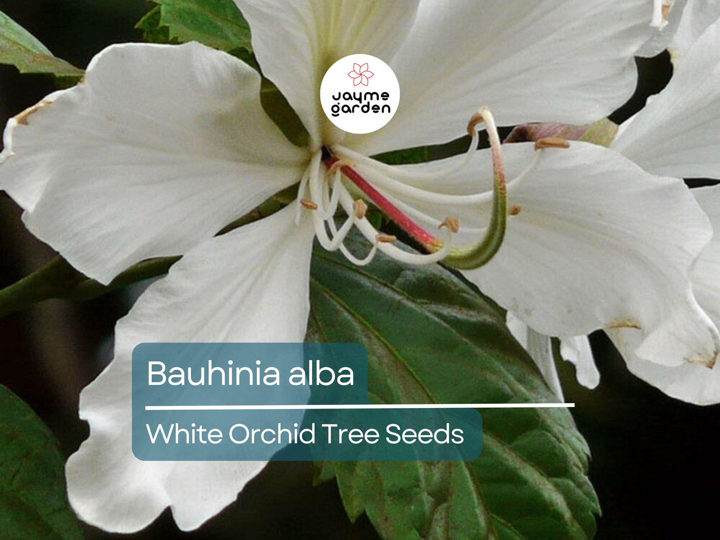 10 Seeds Bauhinia Alba for Planting | White Orchid Tree | Rare White Bauhinia Seeds | Fast Growing Ornamental Flowering Tree for Garden