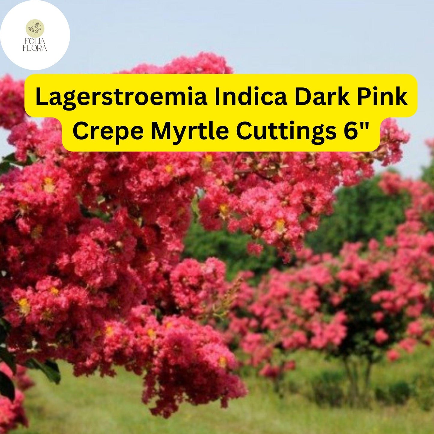 Lagerstroemia Indica | Dark Pink Crepe Myrtle | 7 Live 6” Tree Cuttings | Fast-Growing, Drought-Tolerant, Long-Blooming Ornamental