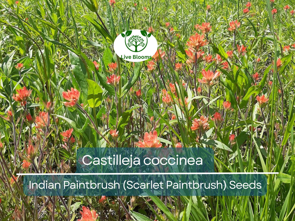 300 Seeds Castilleja coccinea Indian Paintbrush (Scarlet Paintbrush) – Wildflower for Planting, Vibrant Red Flowers, Native American Garden