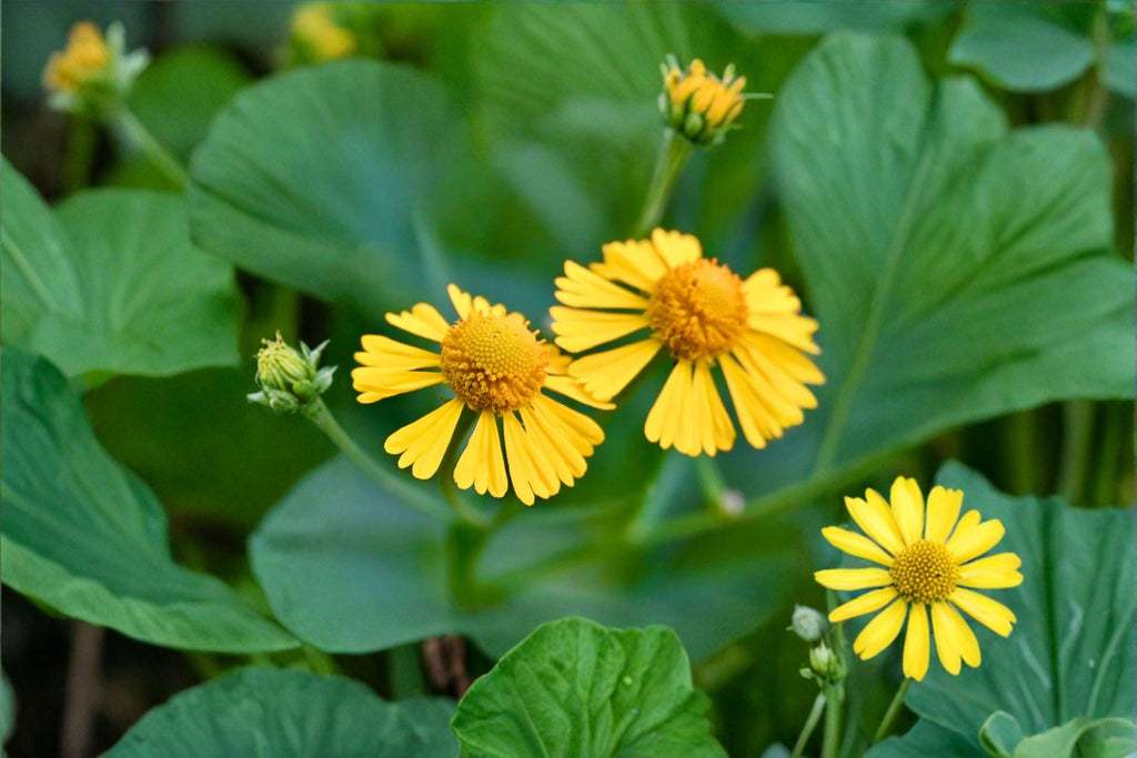 Autumn Sneezeweed – Helenium autumnale, Native Perennial Wildflower | Late-Season Bloomer (100 Seeds)