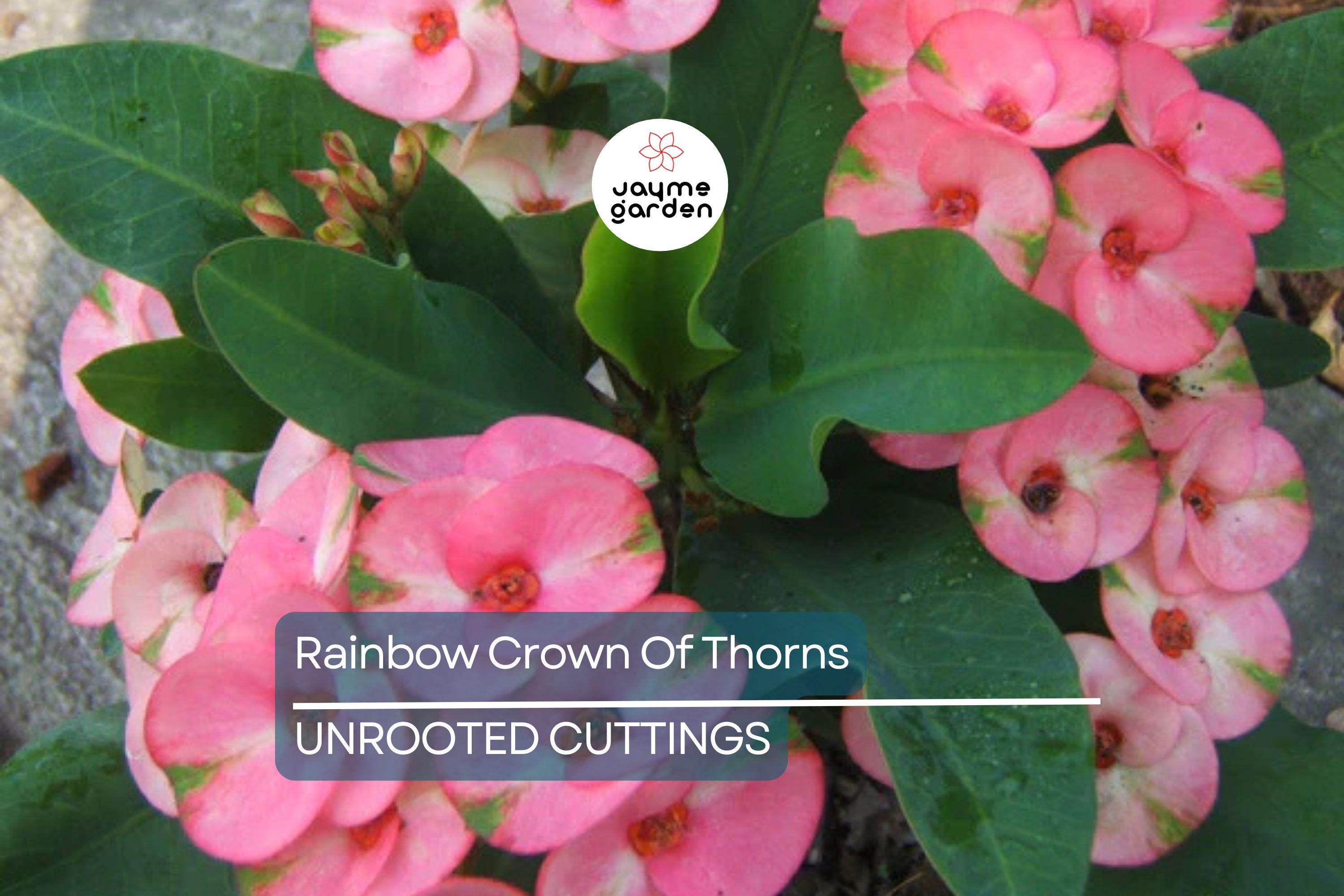 Rainbow Crown of Thorns Cutting (1) – Unrooted Euphorbia Plant, Colorful Blooms, Easy to Grow Succulent