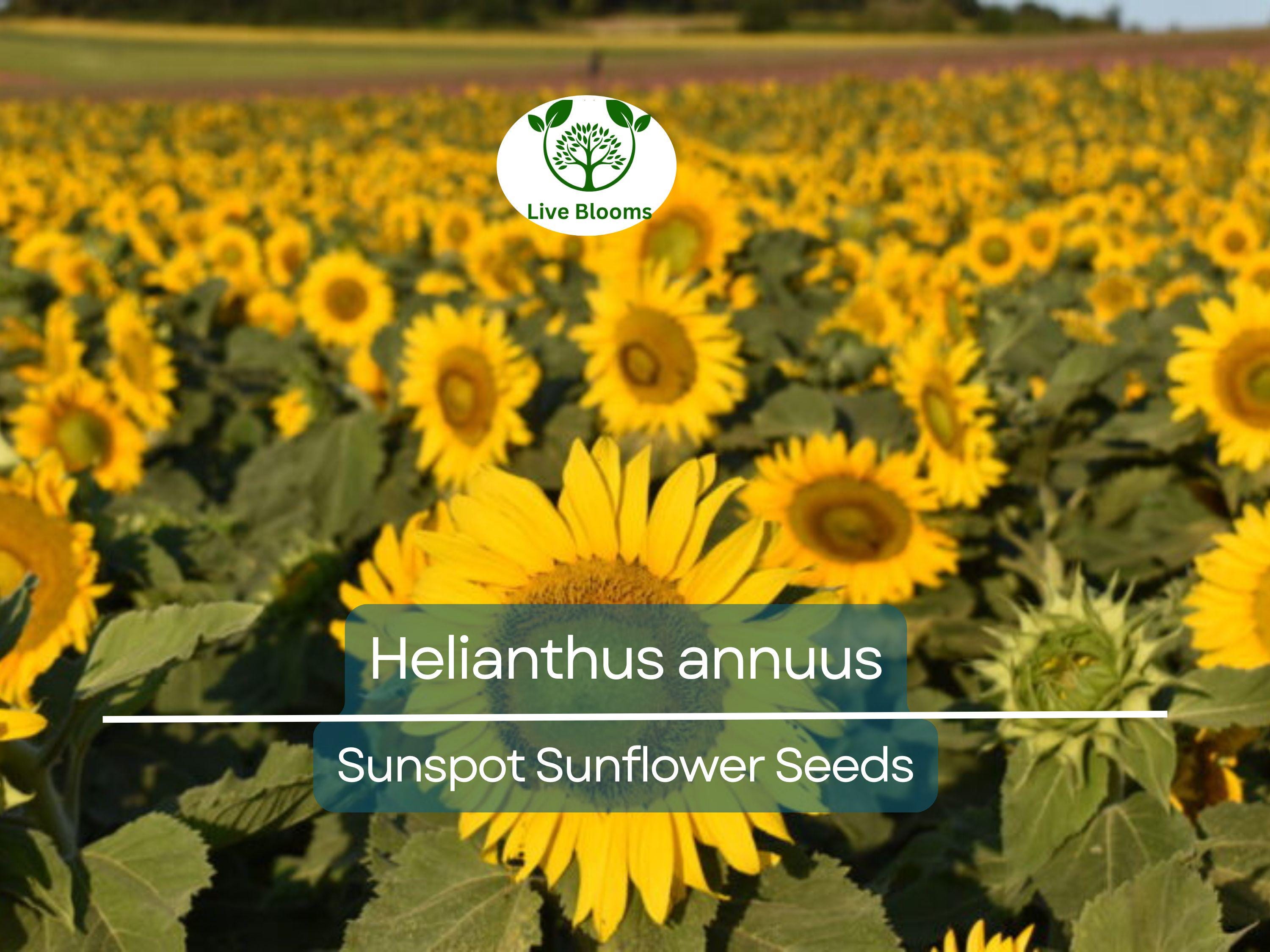 1 Gram Seeds Sunspot Sunflower for Planting | Dwarf Sunflower Variety with Bright Yellow Blooms for Gardens, Pots & Pollinator Habitats