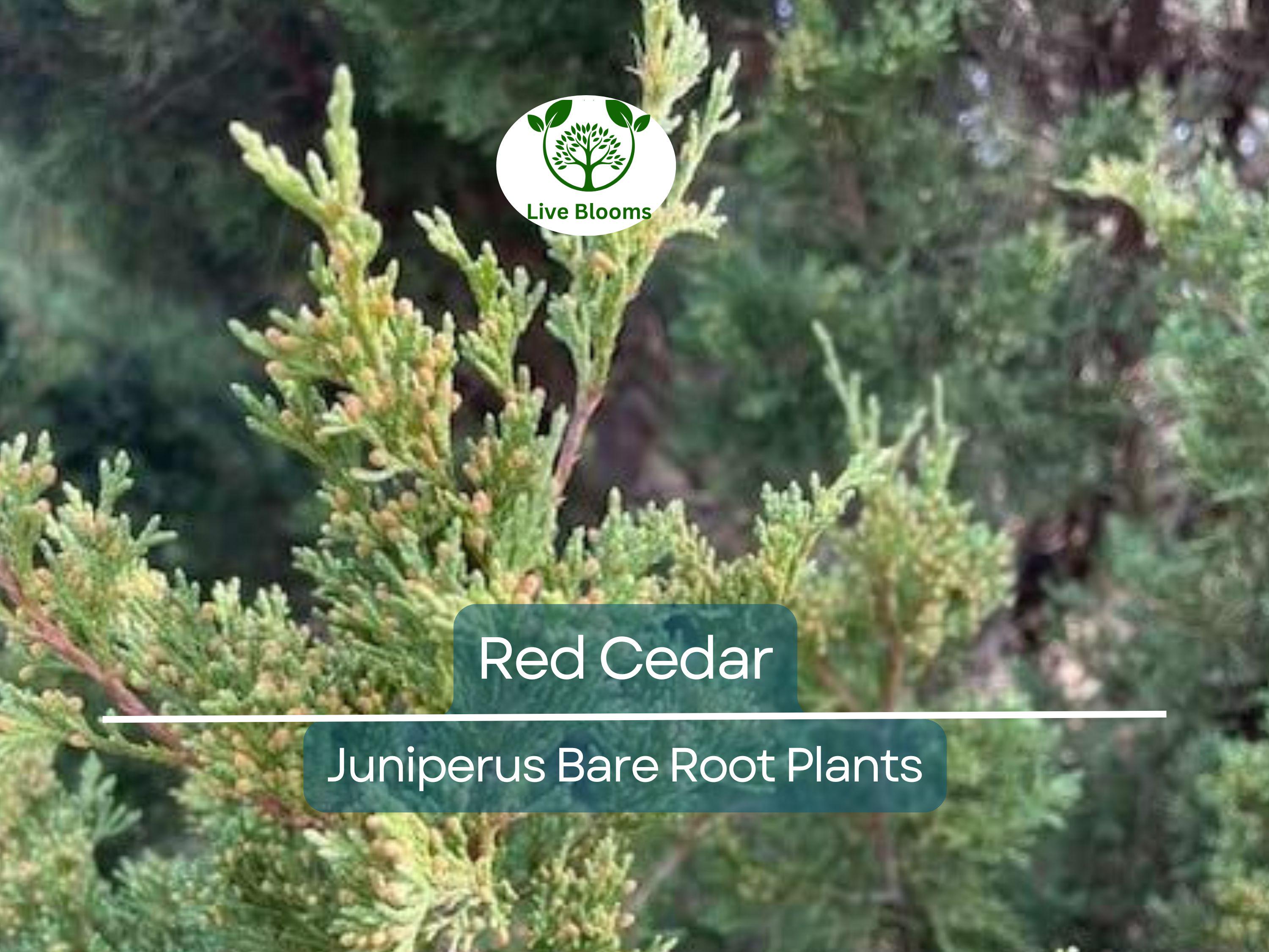 5 Red Cedar Tree Saplings – Live Bare Root Redcedar – Fast-Growing Evergreen for Windbreak, Privacy, Wildlife Habitat