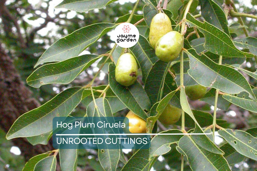 Hog Plum (Spondias Purpurea) – 5 Fresh Unrooted Spanish Plum Cuttings, 8"-10” Long