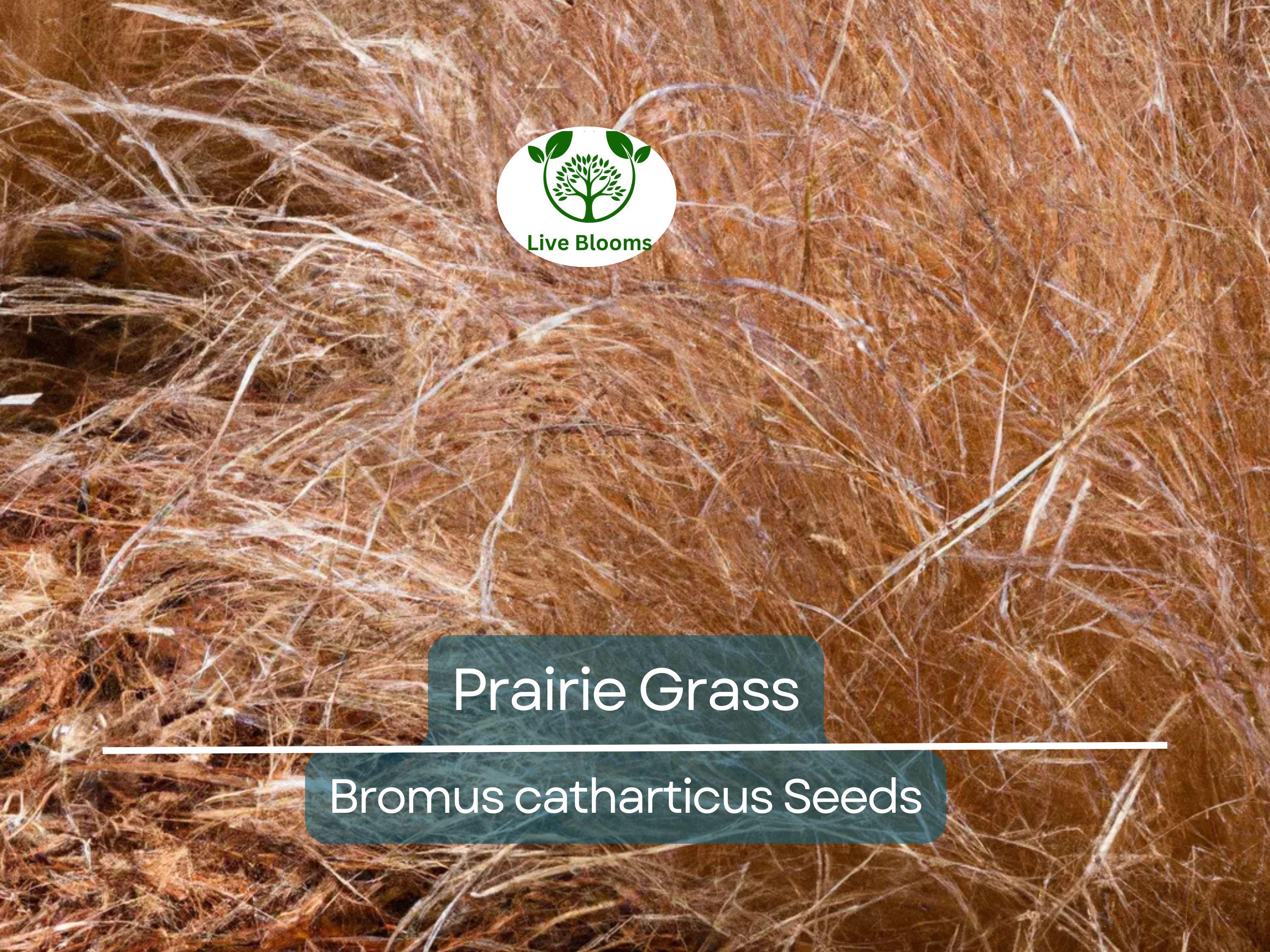 10,000 Bulk Prairie Grass Seeds - Native, Fast-Growing, Drought & Heat Tolerant, EZ Ornamental Grass for Landscaping