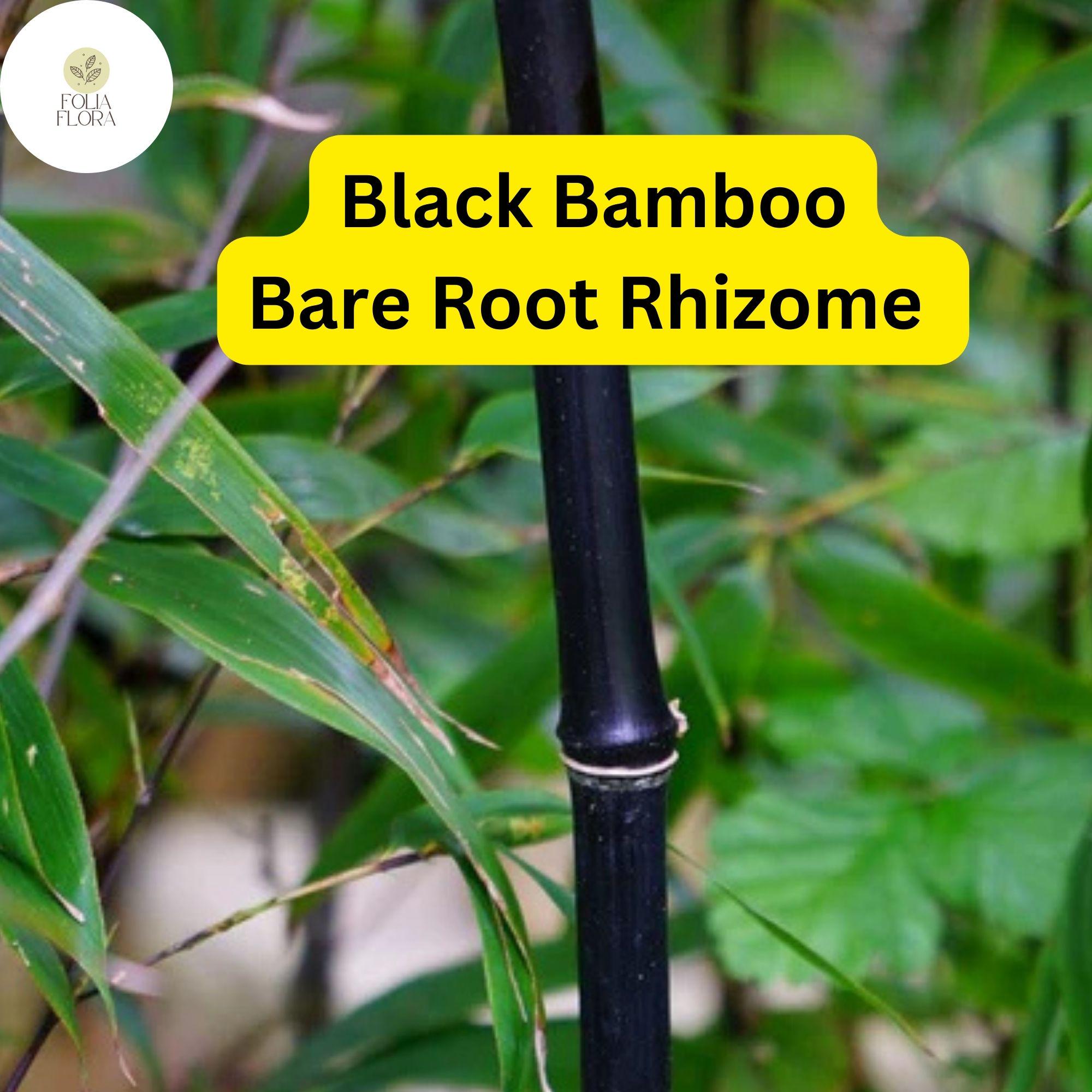 1 Black Bamboo Live Plant, Phyllostachys nigra, Multi-Cane Bamboo, Ornamental Privacy Screen, Fast Growing