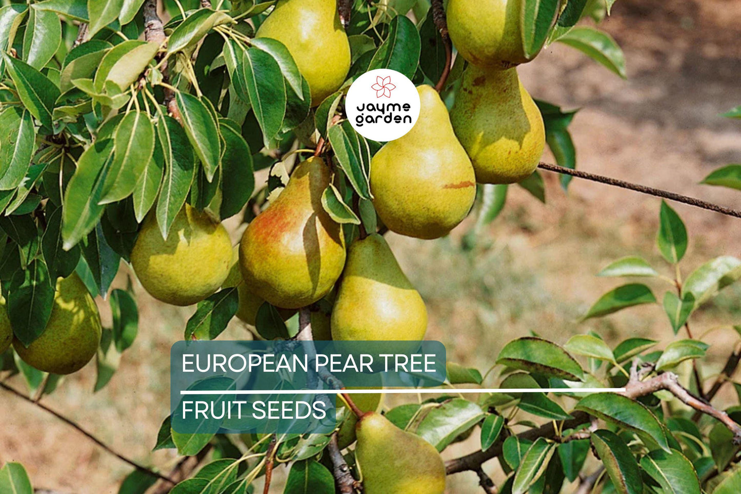 10 European Pear Tree Seeds (Pyrus communis) – Hardy Fruit Tree, White Spring Blossoms, USDA Zones 5-8, Fast-Growing Ornamental