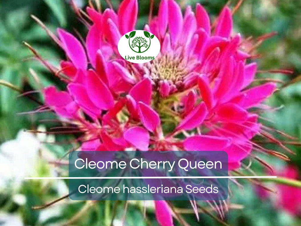 200 Seeds Cleome Cherry Queen, Spider Plant, Attracts Butterflies & Bees, Non-GMO, Vibrant Pink Flowers, Cleome hassleriana