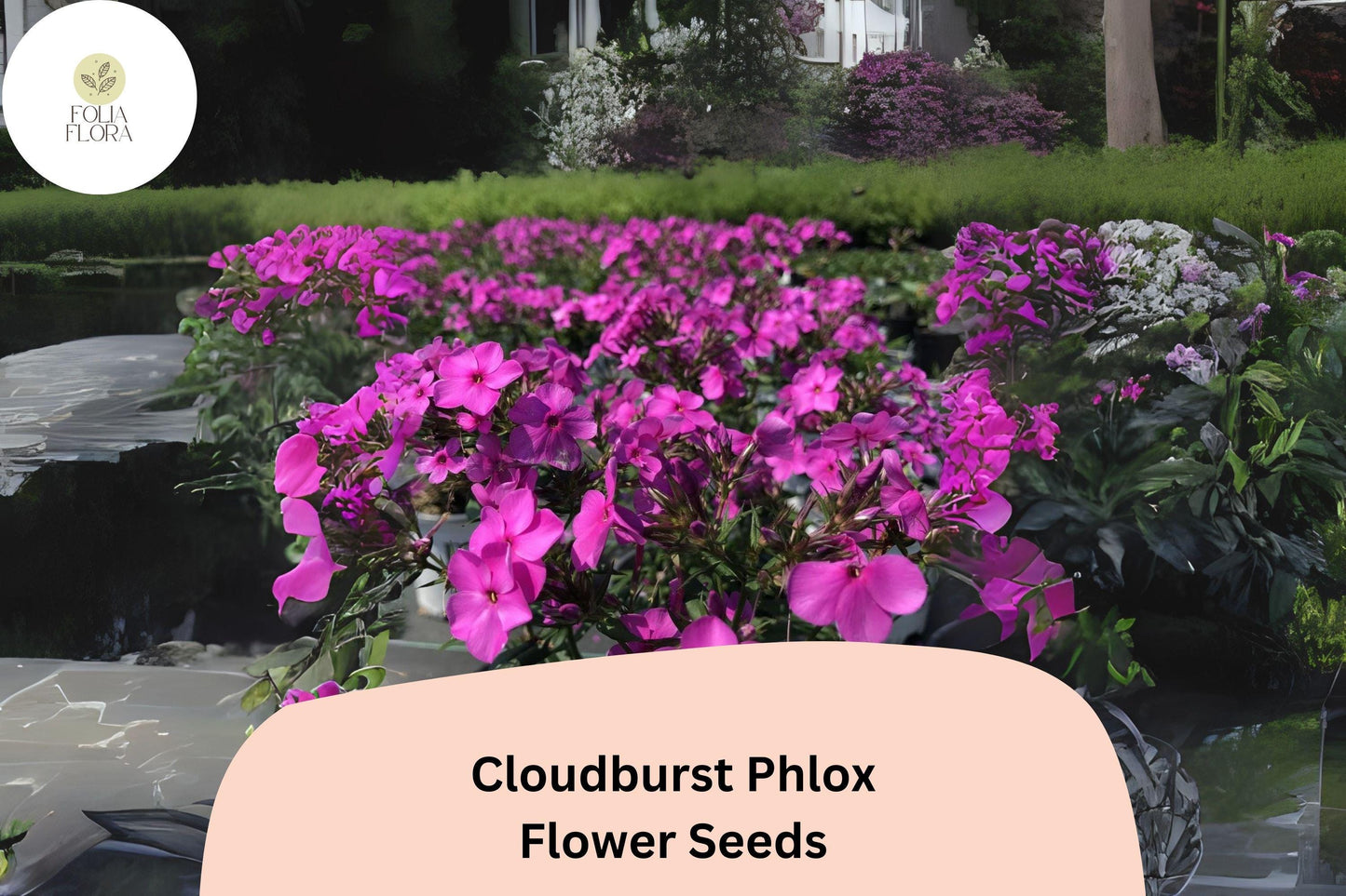 100+ Cloudburst Phlox Seeds for Garden Planting | Phlox paniculata Hybrid | Perennial Flower Seeds | Purple-Magenta Blooms