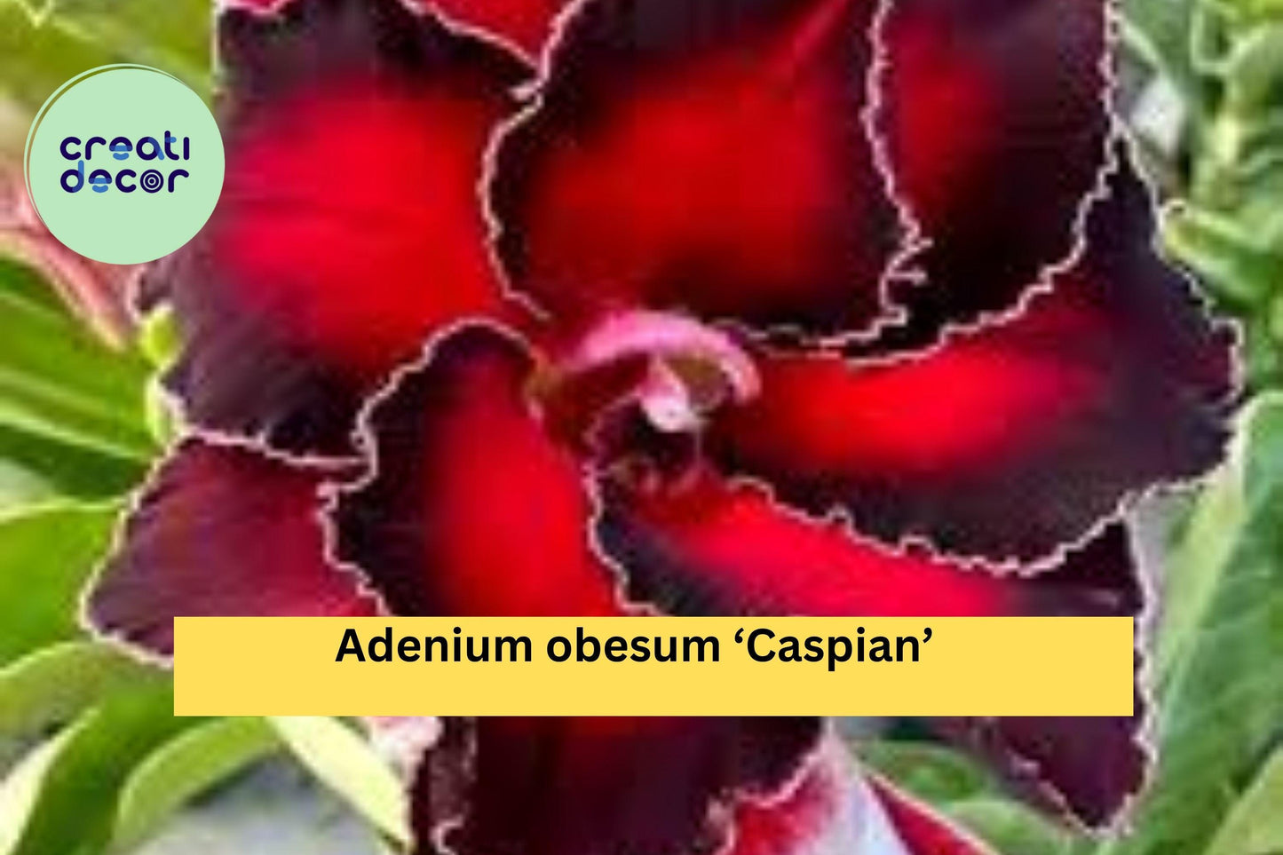Desert Rose ‘Caspian’ – Adenium obesum – 4–6” Live Rooted Succulent Plant, Miniature Flowering Bonsai for Home or Garden
