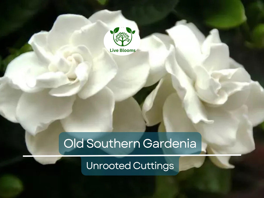 12 Unrooted Cuttings Old Southern Gardenia, 63-Year-Old Plant, Fragrant Flowers, Ideal for Propagation, Grow Your Own Gardenia Plant
