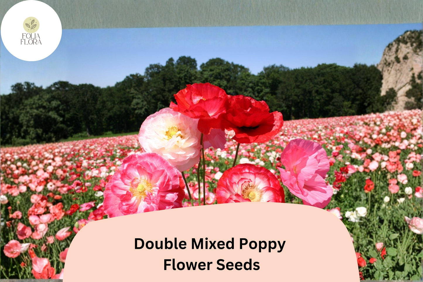 200+ Double Mixed Poppy Seeds for Garden Planting – Colorful Frilled Blooms, Easy to Grow Flowers