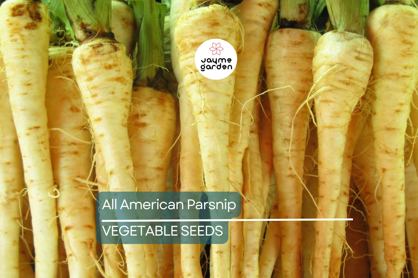 500 All American Parsnip Seeds – Heirloom, Non-GMO, Sweet, Nutty Flavor, 10-12” Roots, Winter Harvest, USA Seller, Free Shipping!