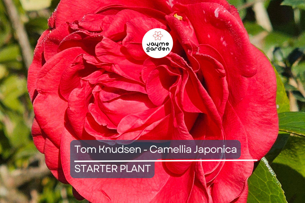 Tom Knudsen Camellia Japonica Starter Plant 8-12" | Unique Bloom | Live Well-Rooted Evergreen Shrub | USDA Zones 7-10