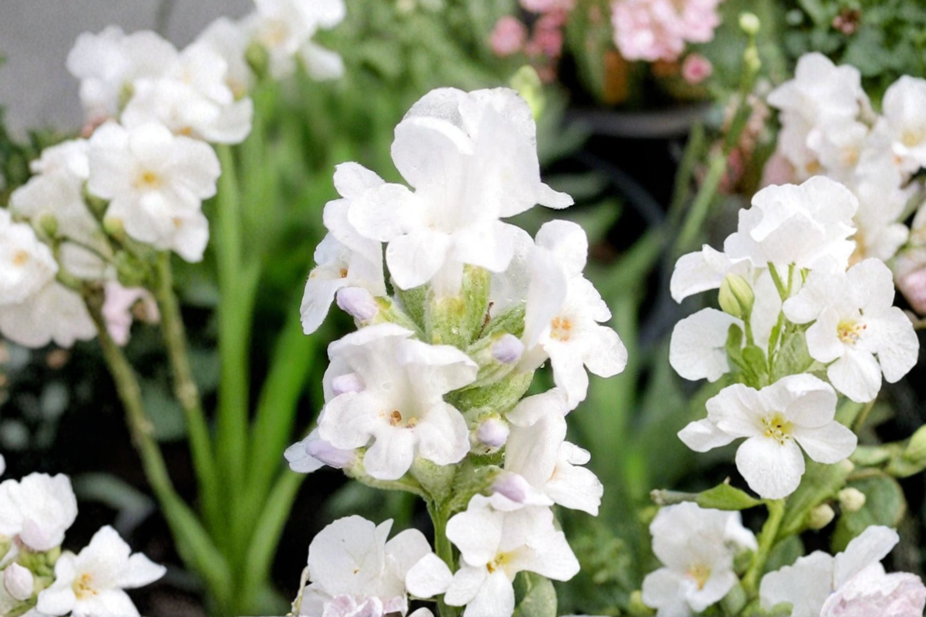 White Lavender Plant Live | Lavandula ‘Alba’ | French Lavender | Fragrant Herb Plant | Dried Flower Lavender | 4.5” Pot