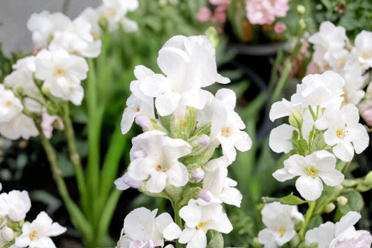 White Lavender Plant Live | Lavandula ‘Alba’ | French Lavender | Fragrant Herb Plant | Dried Flower Lavender | 4.5” Pot