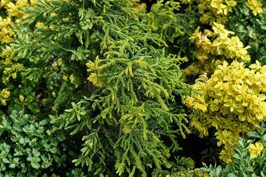 Hinoki Cypress 'Torulosa' | Twisted Japanese Cypress Tree | Dwarf Evergreen Conifer | Unique Spiral Tree | Outdoor Bonsai Plant | 4 Inch Pot